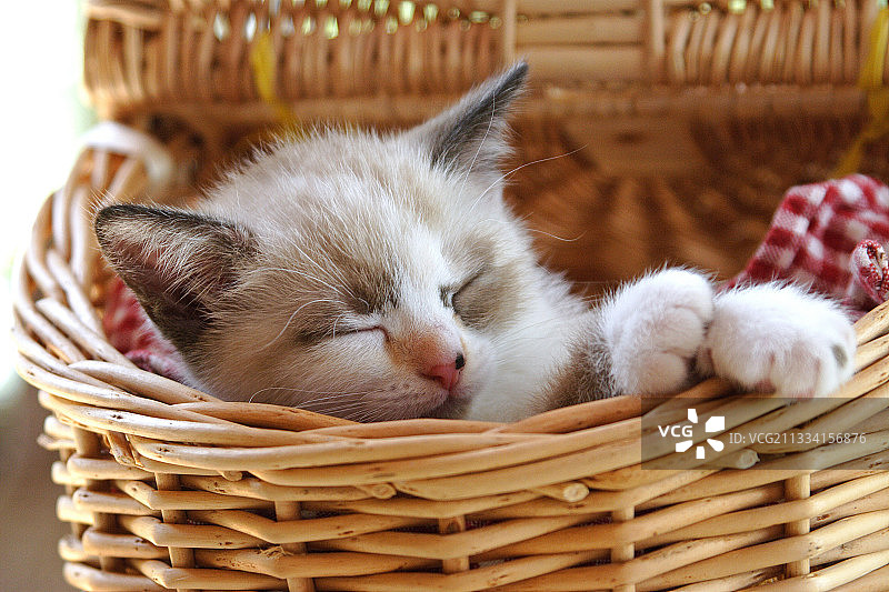 在柳条筐里睡觉的小猫图片素材