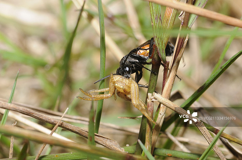 蜘蛛黄蜂捕获蟹蛛 - 法国北部孚日图片素材