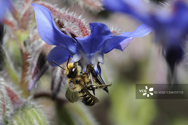叶切蜂与琉璃苣花，法国北部孚日图片素材