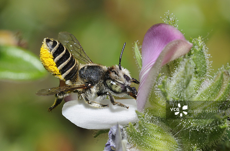 切叶蜂与休息的犁头草花 - 法国北部孚日图片素材