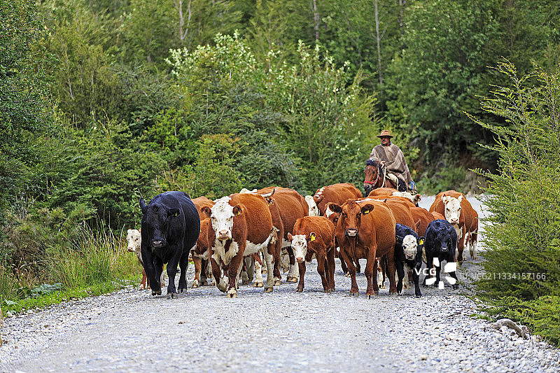 在智利巴塔哥尼亚，高乔人在马背上引领牛群图片素材
