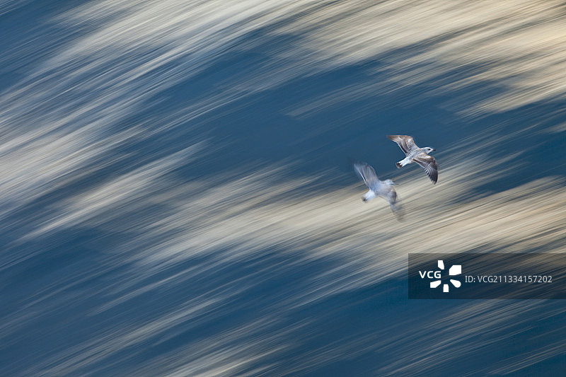 在冰岛飞翔的小鸟图片素材