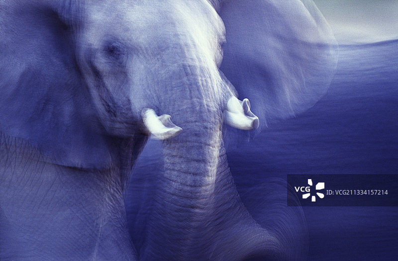 坦桑尼亚的非洲象图片素材