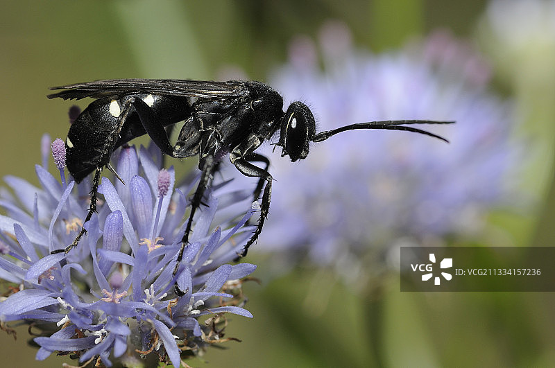 法国羊茅花上的蜘蛛黄蜂图片素材