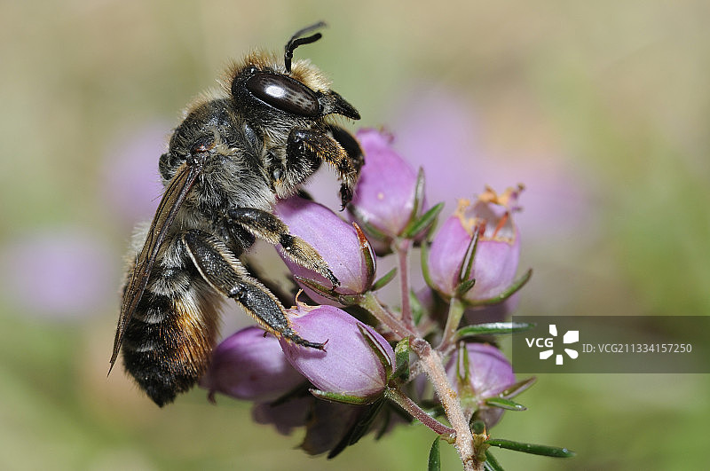 法国阿基坦的石楠花叶蜂图片素材