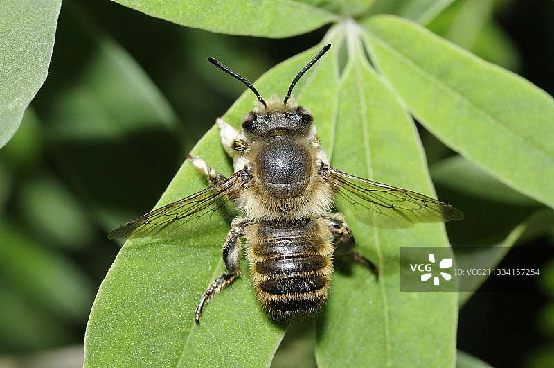 叶片上的切叶蜂 - 法国阿基坦图片素材