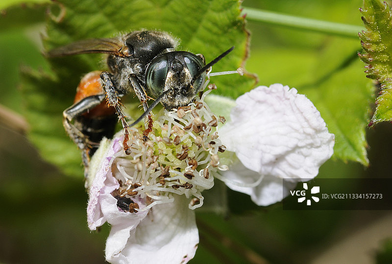 法国北部孚日山脉邦布尔花上的陨石图片素材