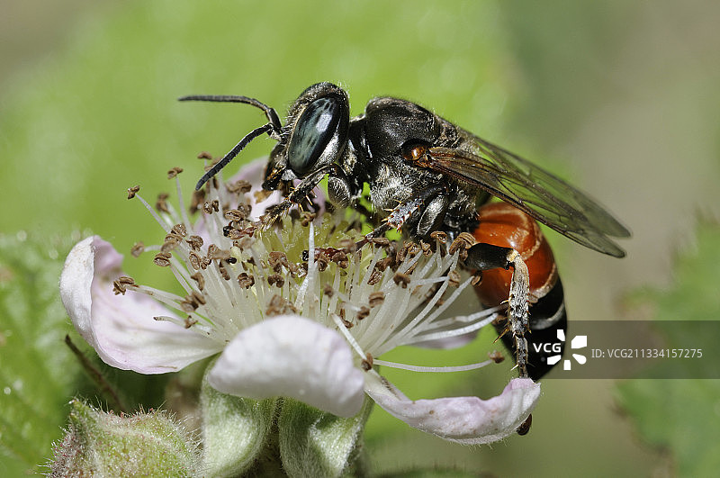 法国北部孚日山脉邦布尔花上的陨石图片素材