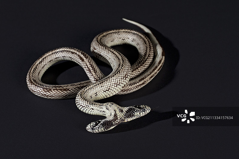 黑色背景上的双头加州王蛇图片素材