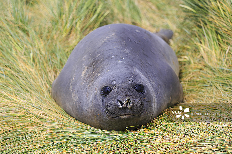 在草丛中的小南象海豹-福克兰群岛图片素材