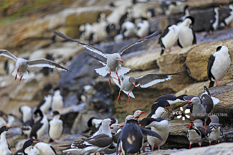 海豚、海鸥和鸬鹚 - 福克兰群岛图片素材