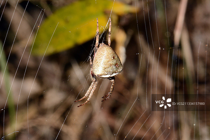 园蛛 - 新西兰科罗曼德半岛图片素材
