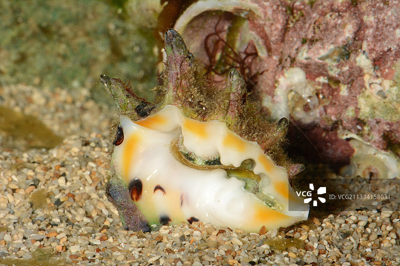 沙滩上的多刺斑点核果——新喀里多尼亚图片素材