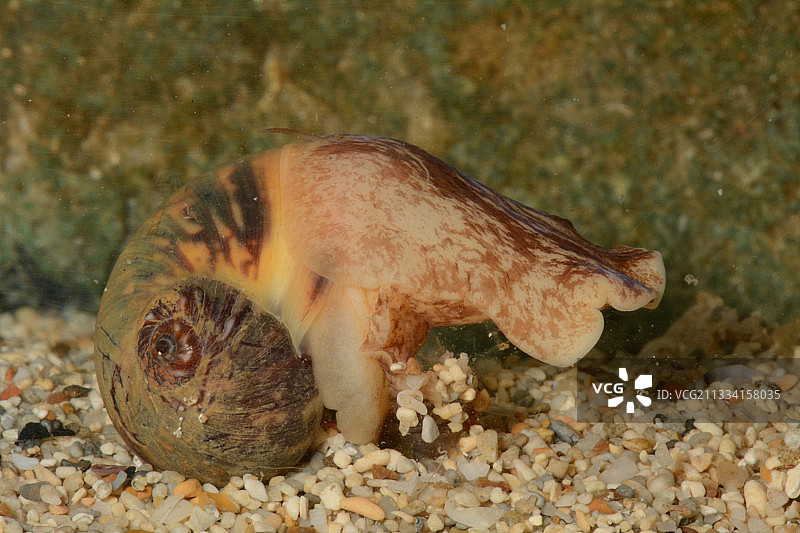 沙滩上的蜘蛛月亮蜗牛，新喀里多尼亚图片素材