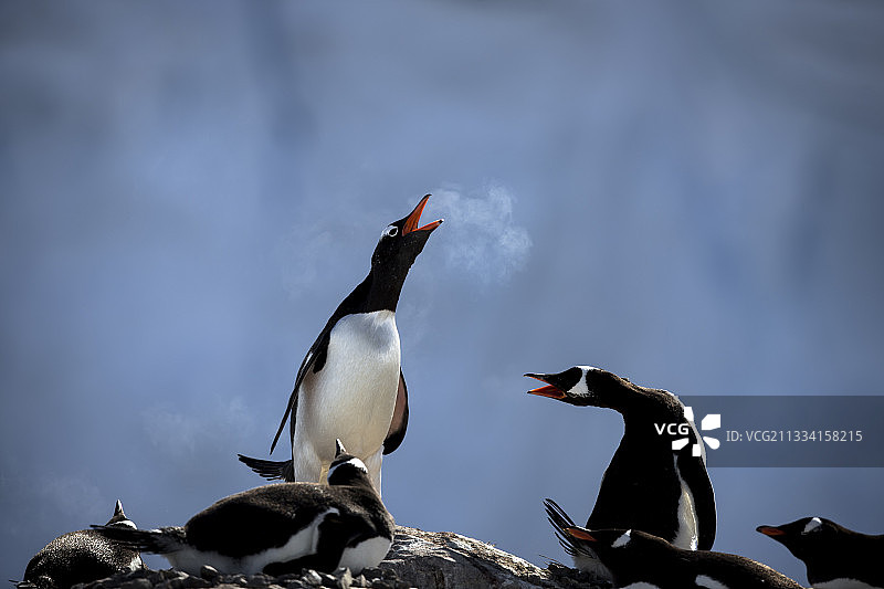 巴布亚企鹅鸣叫，呼吸时如雪茄烟雾图片素材
