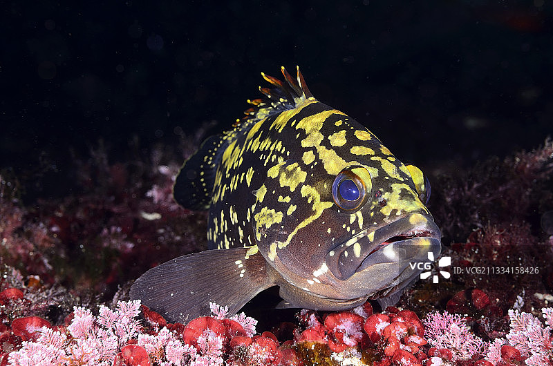 礁石上的石斑鱼 - 巴利阿里地中海图片素材