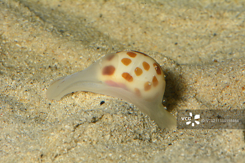 新喀里多尼亚沙滩上的月亮蜗牛图片素材