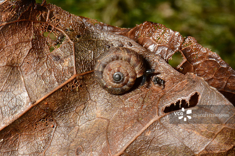 新西兰双子贝壳杉保护区的叶子上的蜗牛图片素材