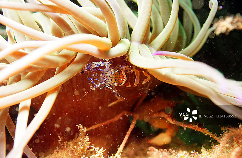 绿海葵中的清洁虾 - 法国布列塔尼图片素材