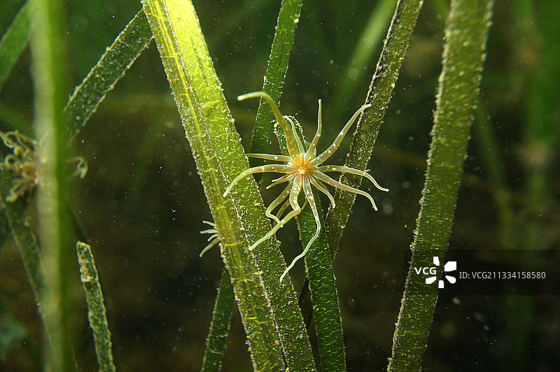 埃塘德托的草丛银莲花图片素材