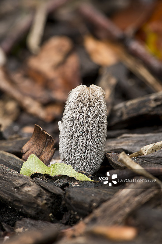 丹麦的鬼伞菌菌丝图片素材