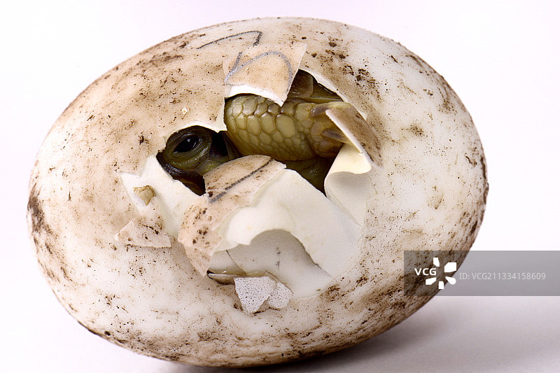 乌龟公园图片素材