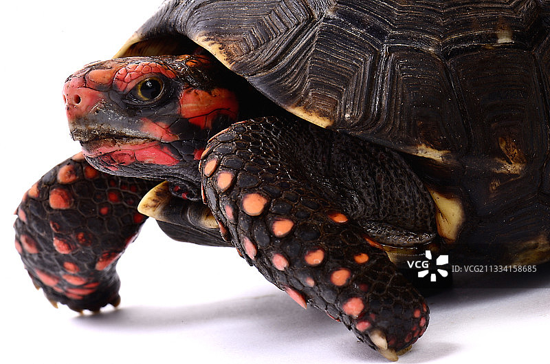 乌龟公园图片素材