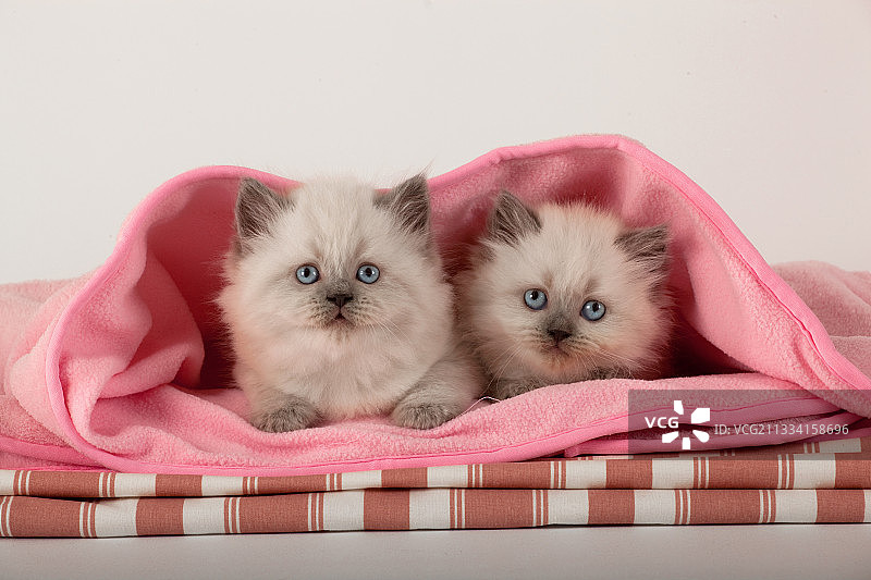 年龄：6周图片素材