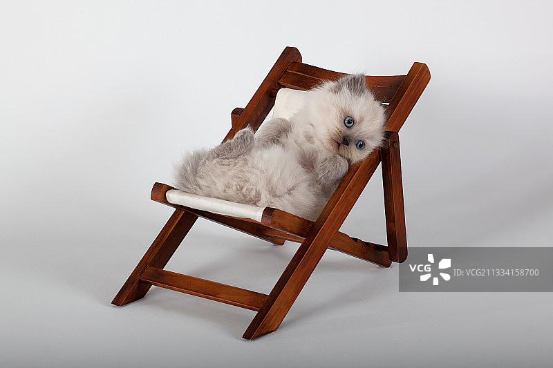 年龄：6周图片素材