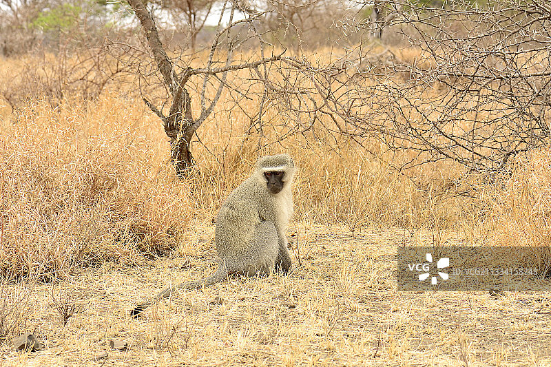 坐在稀树草原上的绿猴 - 南非克鲁格国家公园图片素材