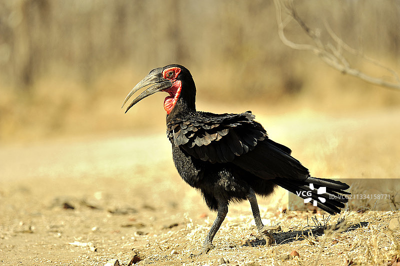 南非克鲁格国家公园南方地犀鸟展示图片素材