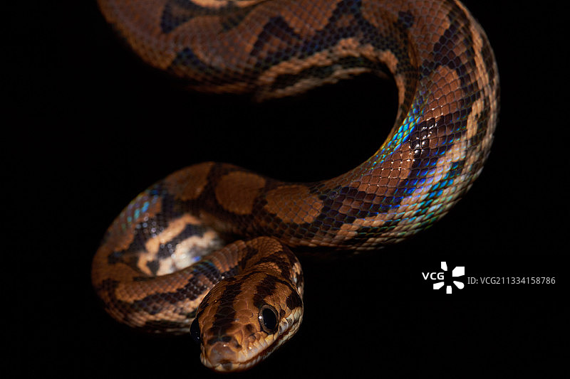 法属圭亚那夜间灌木丛中的彩虹蚺图片素材