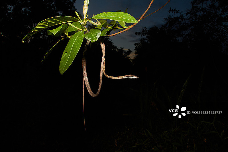 法属圭亚那夜间棕色藤蛇图片素材