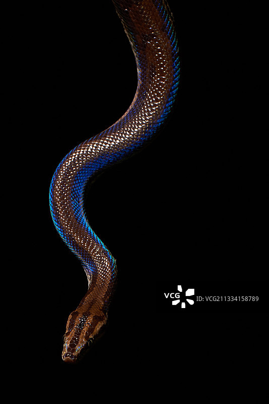 法属圭亚那夜间灌木丛中的彩虹蚺图片素材