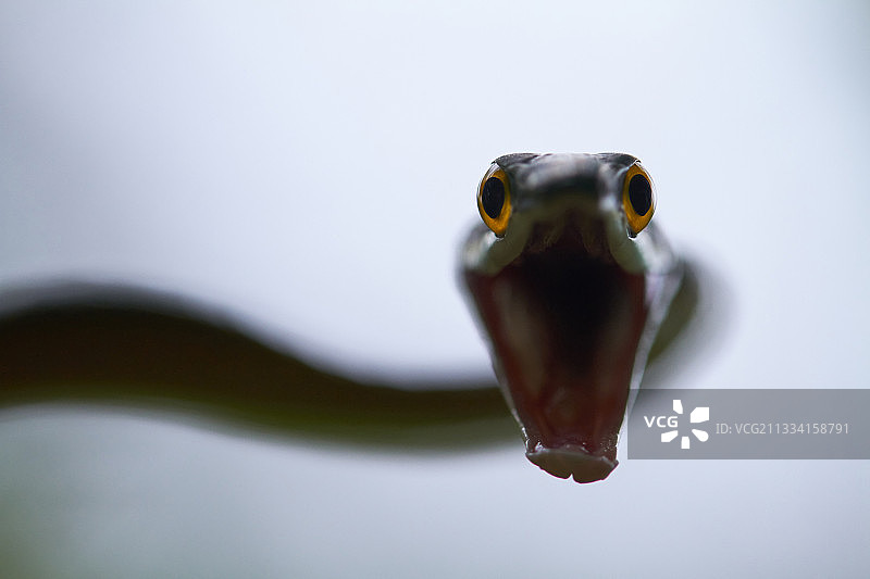 法属圭亚那的鹦鹉蛇肖像图片素材