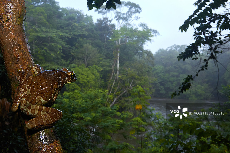 金色眼树蛙 - 法属圭亚那努拉格图片素材