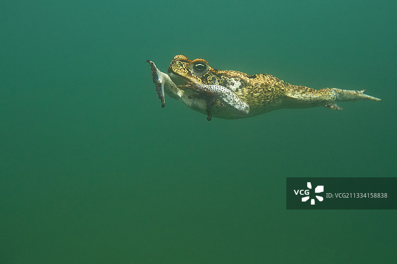 法属圭亚那废弃采石场中的海蟾蜍图片素材