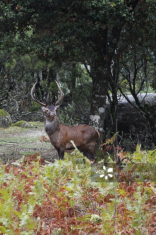 灌木丛中的科西嘉雄鹿 - 法国科西嘉岛图片素材