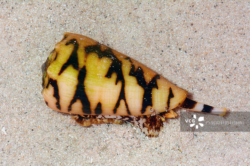 新喀里多尼亚沙滩大理石纹锥图片素材