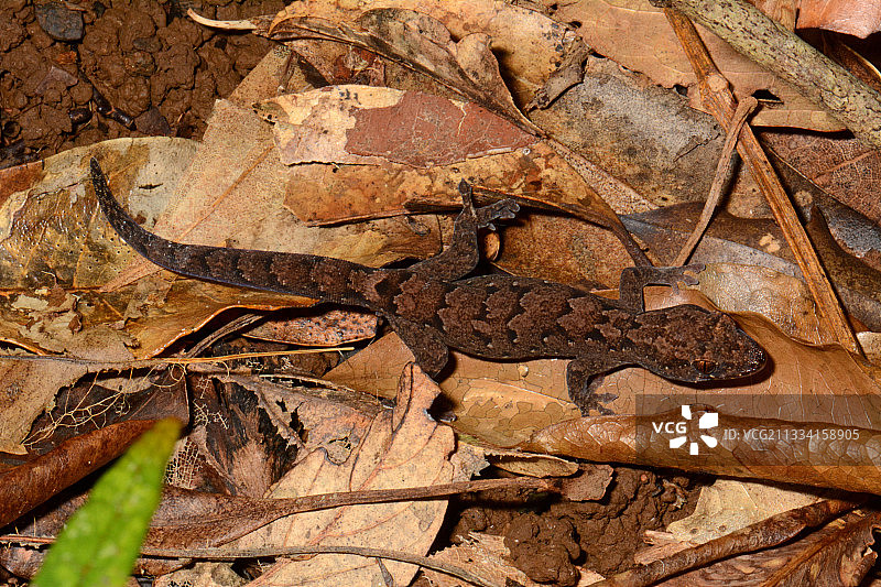 叶子上的萨维奇氏巴瓦蜥虎-科吉新喀里多尼亚图片素材
