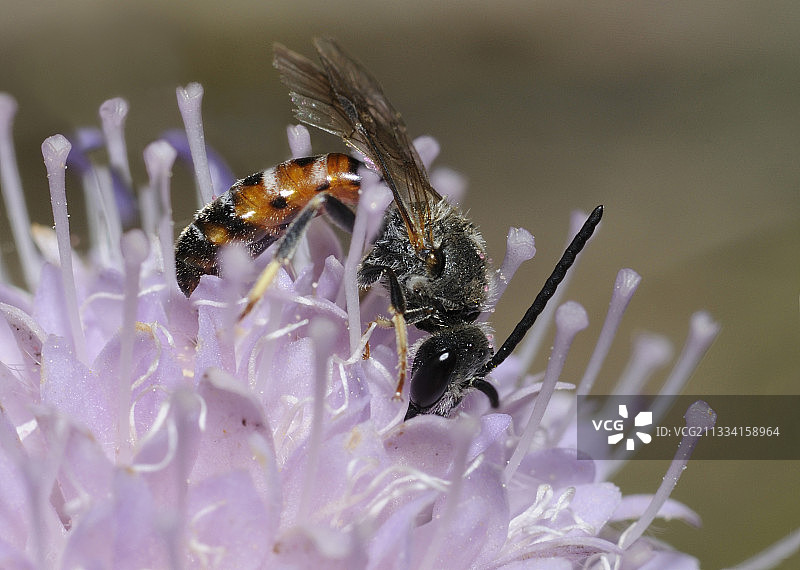 雄性采矿蜂在法国北部孚日山脉的小 scabious 花上图片素材