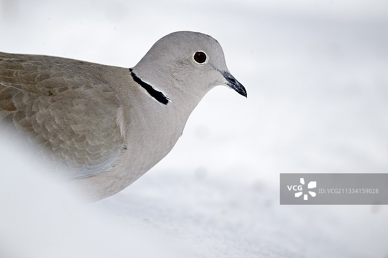 雪地里的灰斑鸠 - 英国沃里克郡图片素材