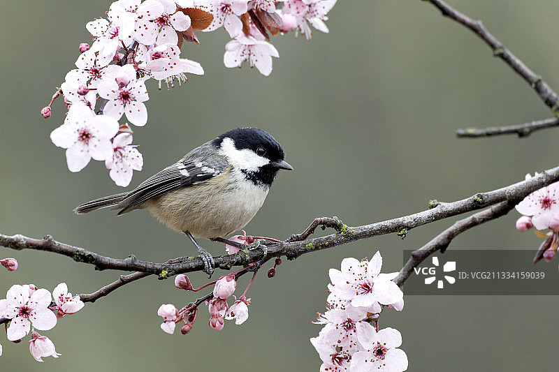 英国沃里克郡盛开的煤山雀图片素材