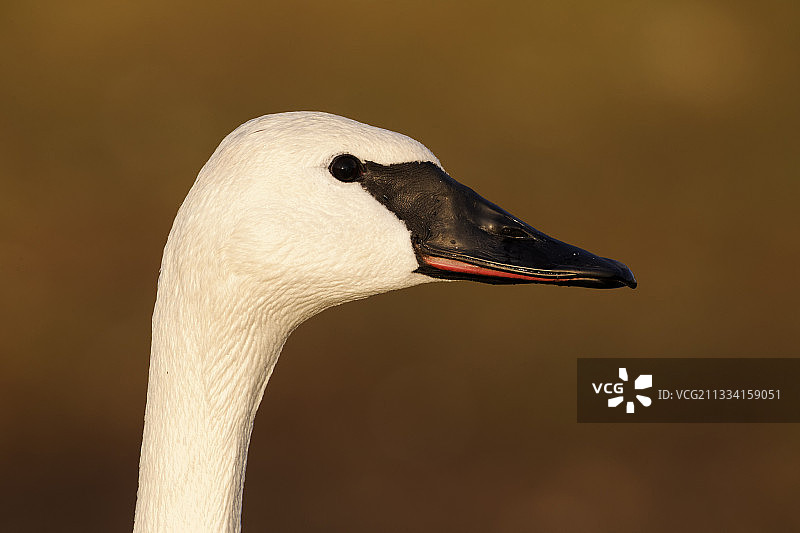 喇叭天鹅肖像 - 英国格洛斯特郡图片素材