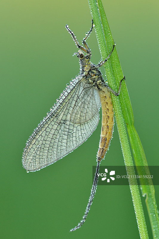 温暖的露水五月蝇 - 法国草原福宗图片素材