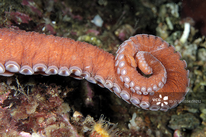 北太平洋巨型章鱼的触手 - 美国阿拉斯加图片素材