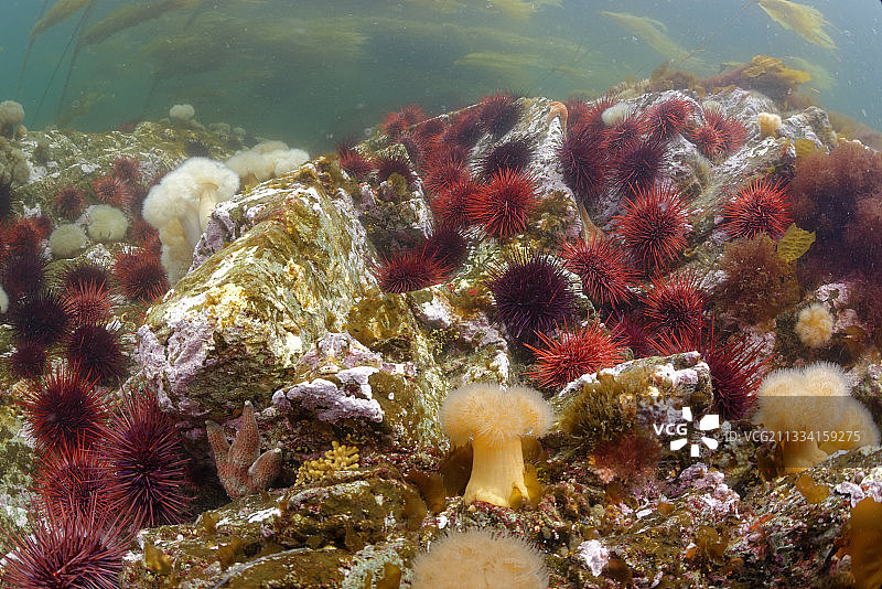 太平洋美国阿拉斯加礁石上的红色海胆图片素材