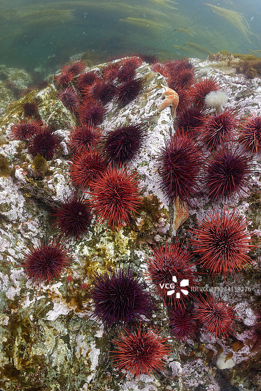 太平洋美国阿拉斯加礁石上的红色海胆图片素材