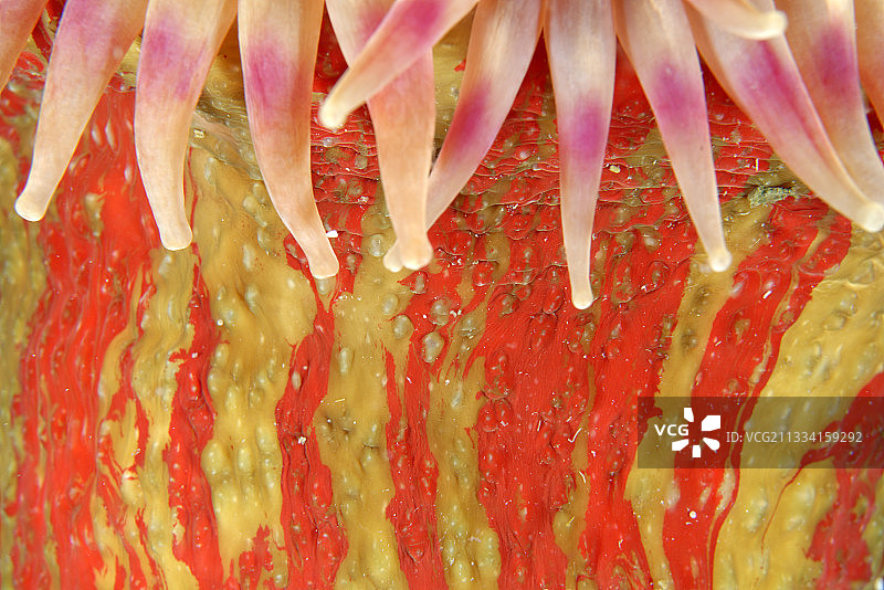 彩绘海葵触须——美国阿拉斯加州太平洋图片素材