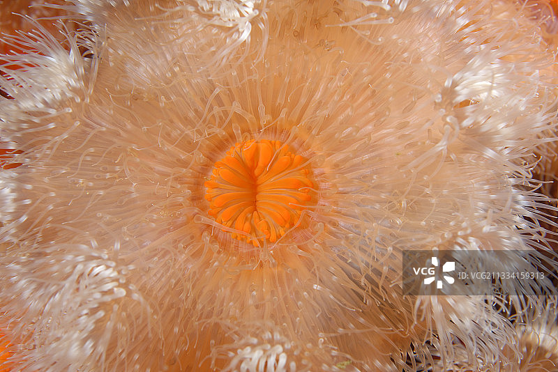 羽状海葵 - 阿拉斯加美国太平洋图片素材